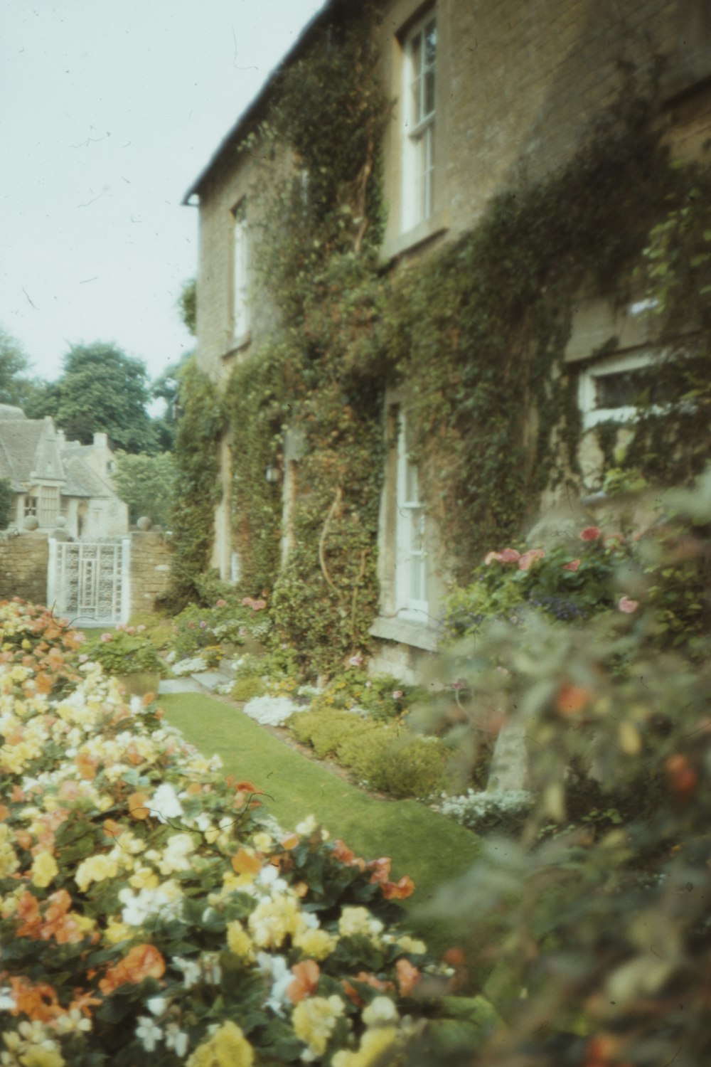 green grass field with flowers and houses