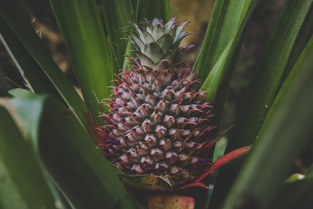 pineapple fruit on green leaves