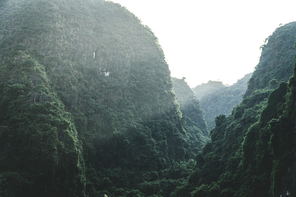 green trees on mountain during daytime