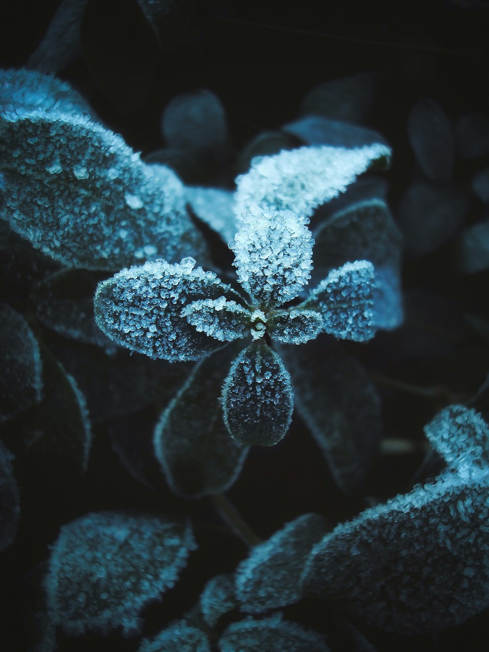 blue and white flower in close up photography