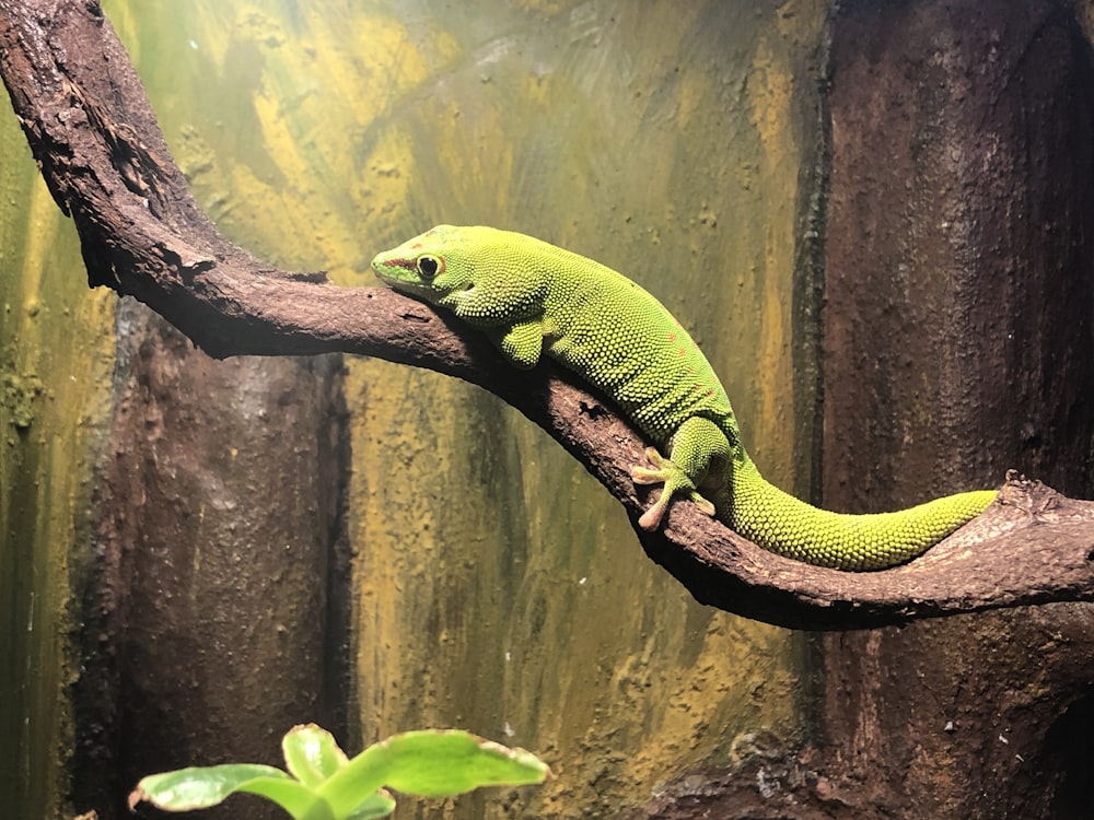 green lizard on brown tree branch