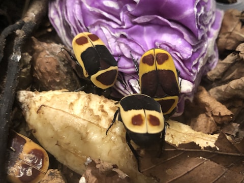 Several beetles with distinctive yellow and brown patterns are crawling over a pile of leaves and a purple cabbage. They appear to be foraging or exploring their environment.