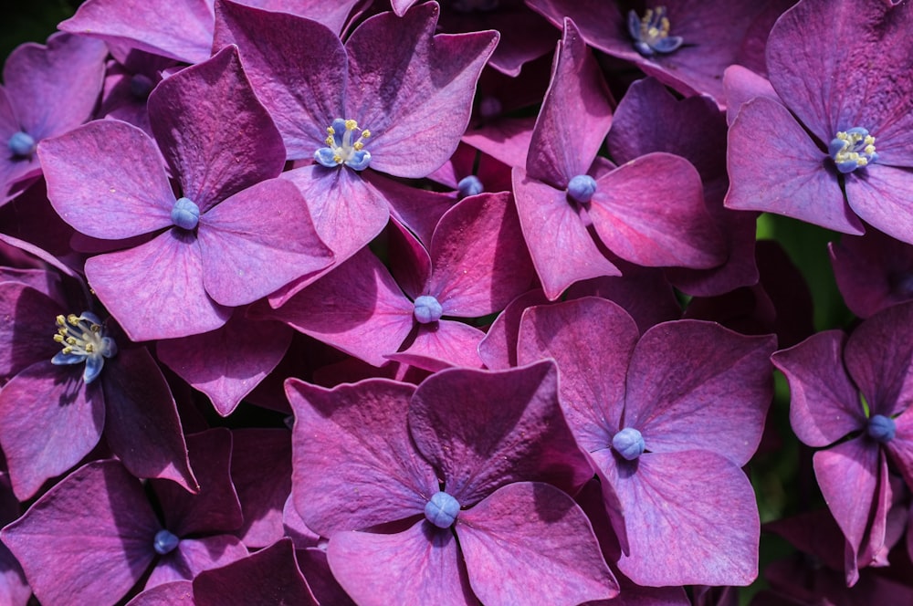 purple flower in macro shot