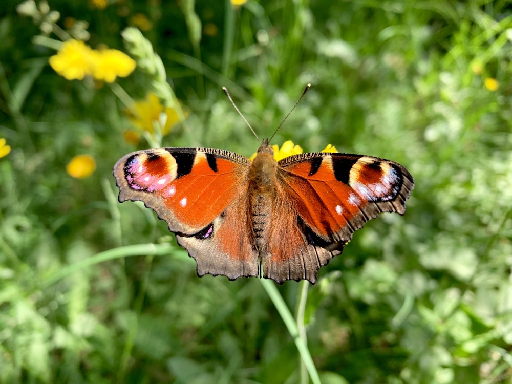 papillon orange, noir et blanc perché sur une fleur jaune pendant la journée
