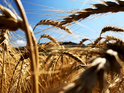 Close-up of golden wheat stalks swaying gently under a clear blue sky at sunrise.