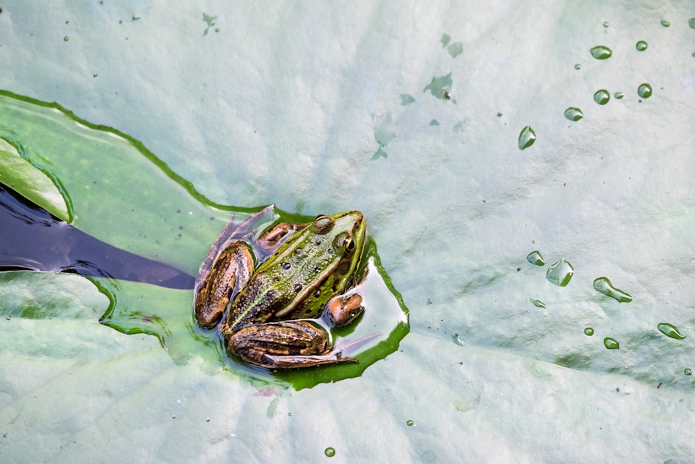 green frog on green water