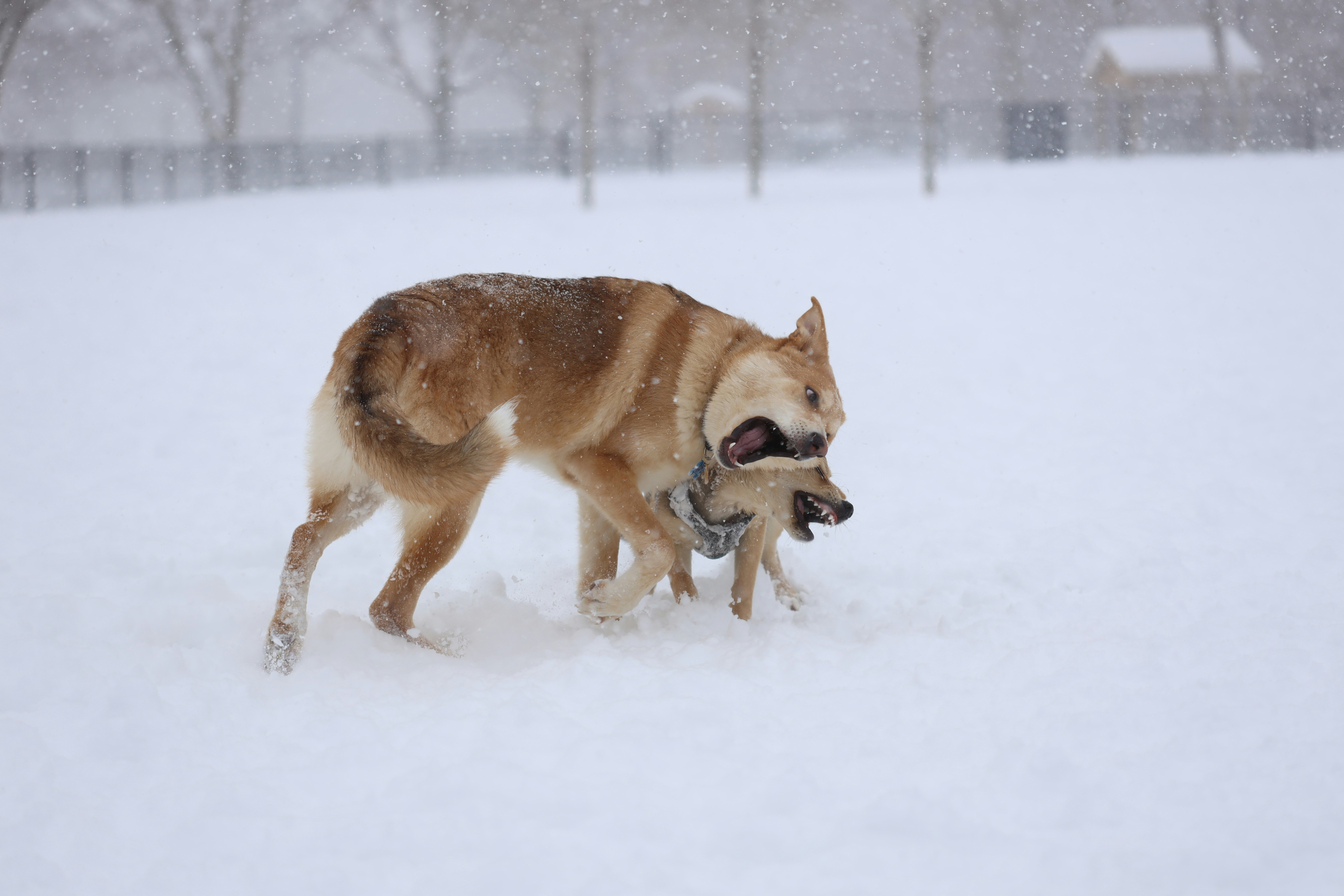 Choosing The Right Dog Boarding Service: What You Need To Know