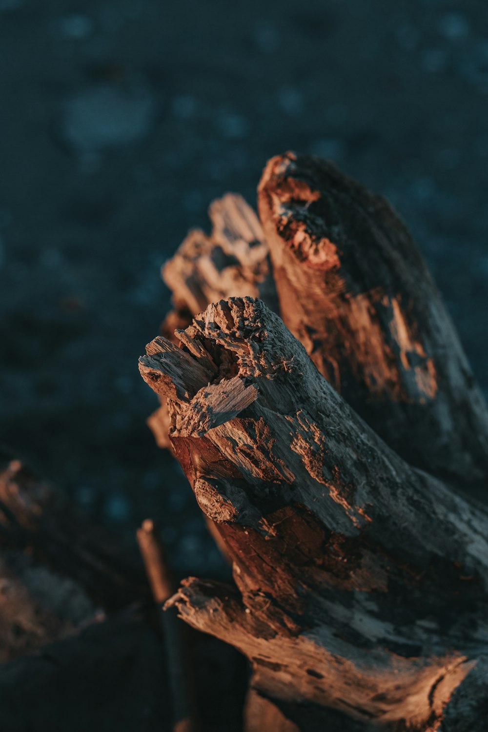 brown wood log in close up photography