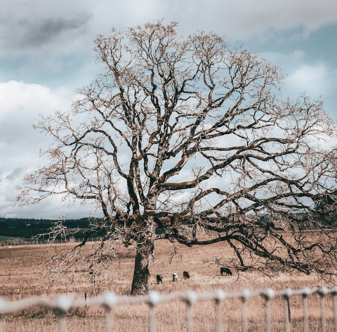 leafless tree near body of water under cloudy sky during daytime