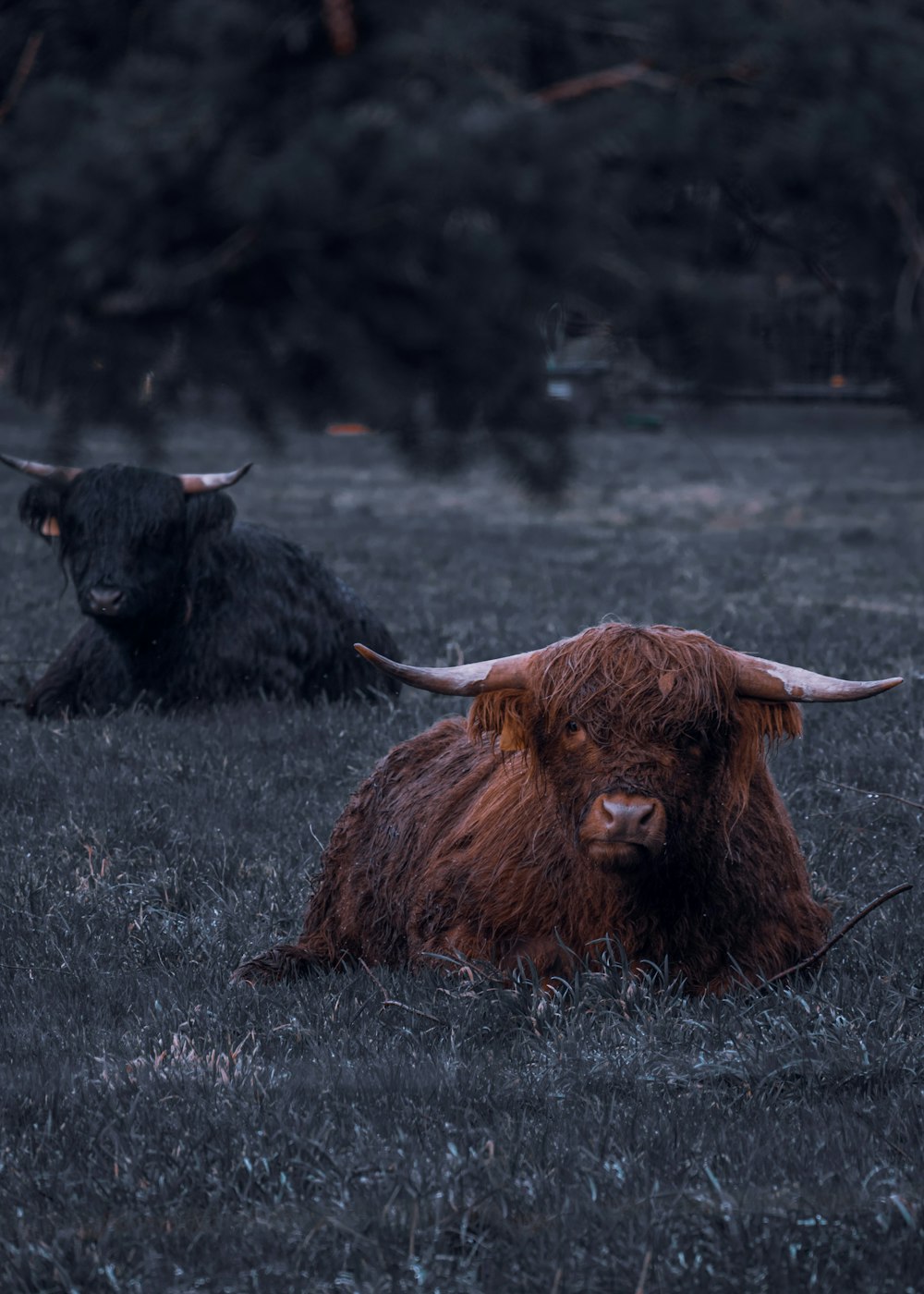 brown yak on gray field during daytime