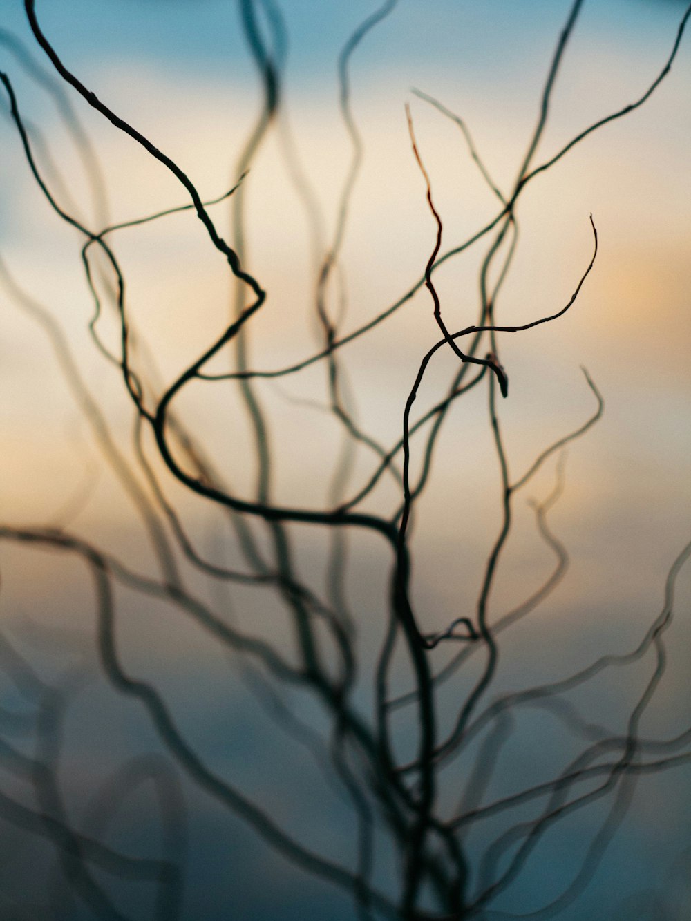 black plant in close up photography