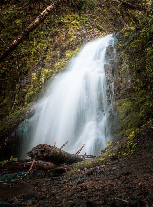 brown tree log near waterfalls in Oregon United States