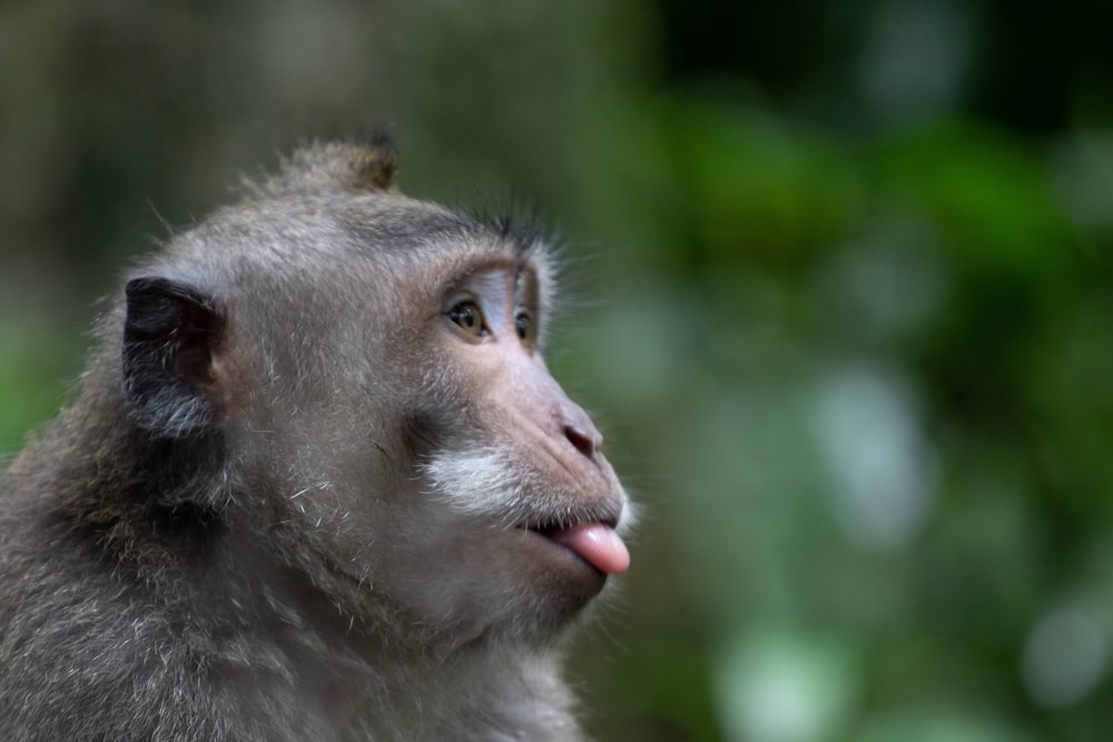 macaco marrom e branco na lente tilt shift