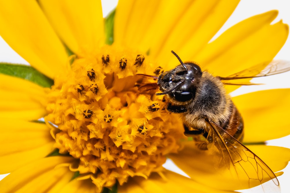 abeja negra y marrón en flor amarilla