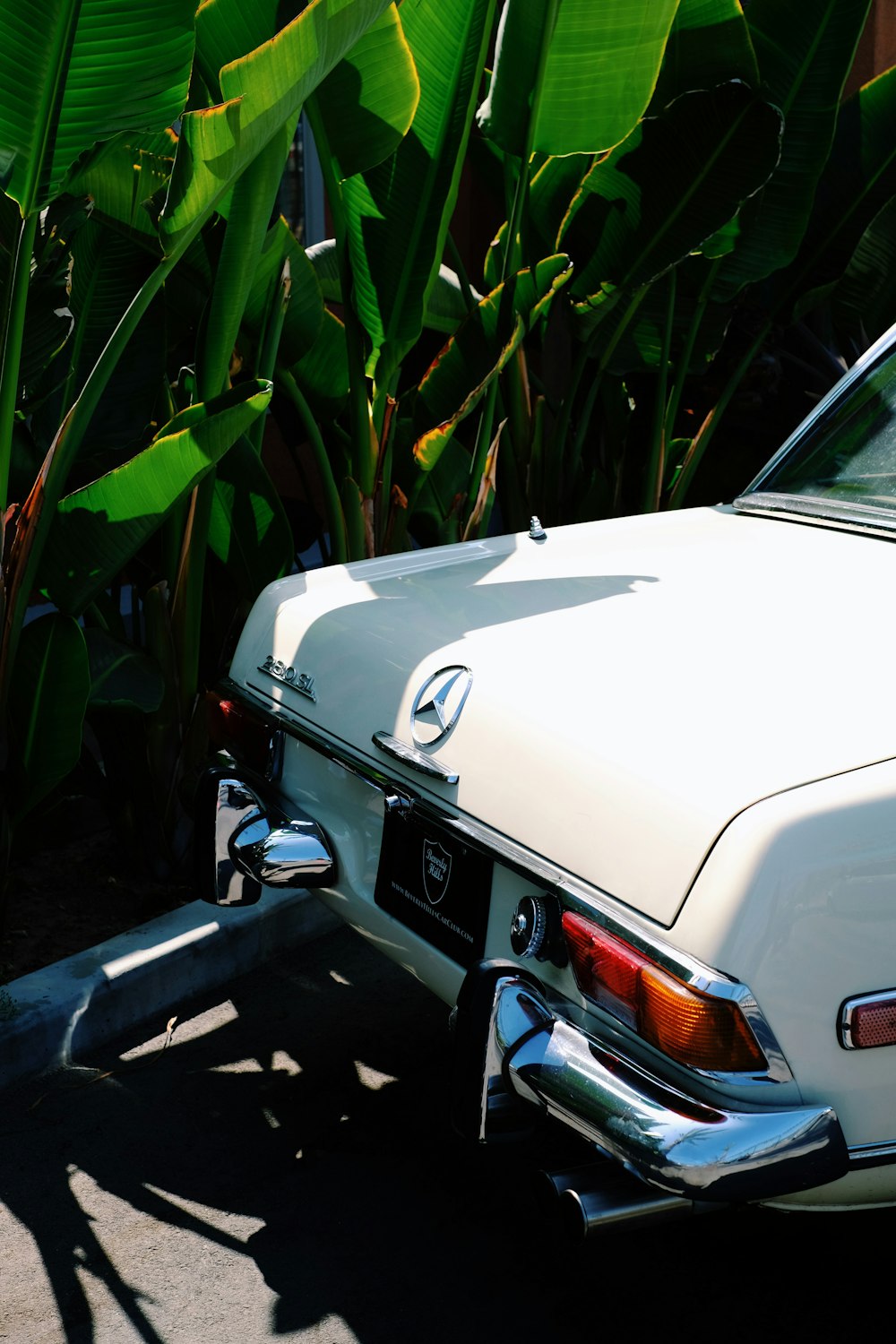 white car near green plants