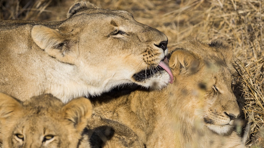 brown lion lying on brown grass during daytime