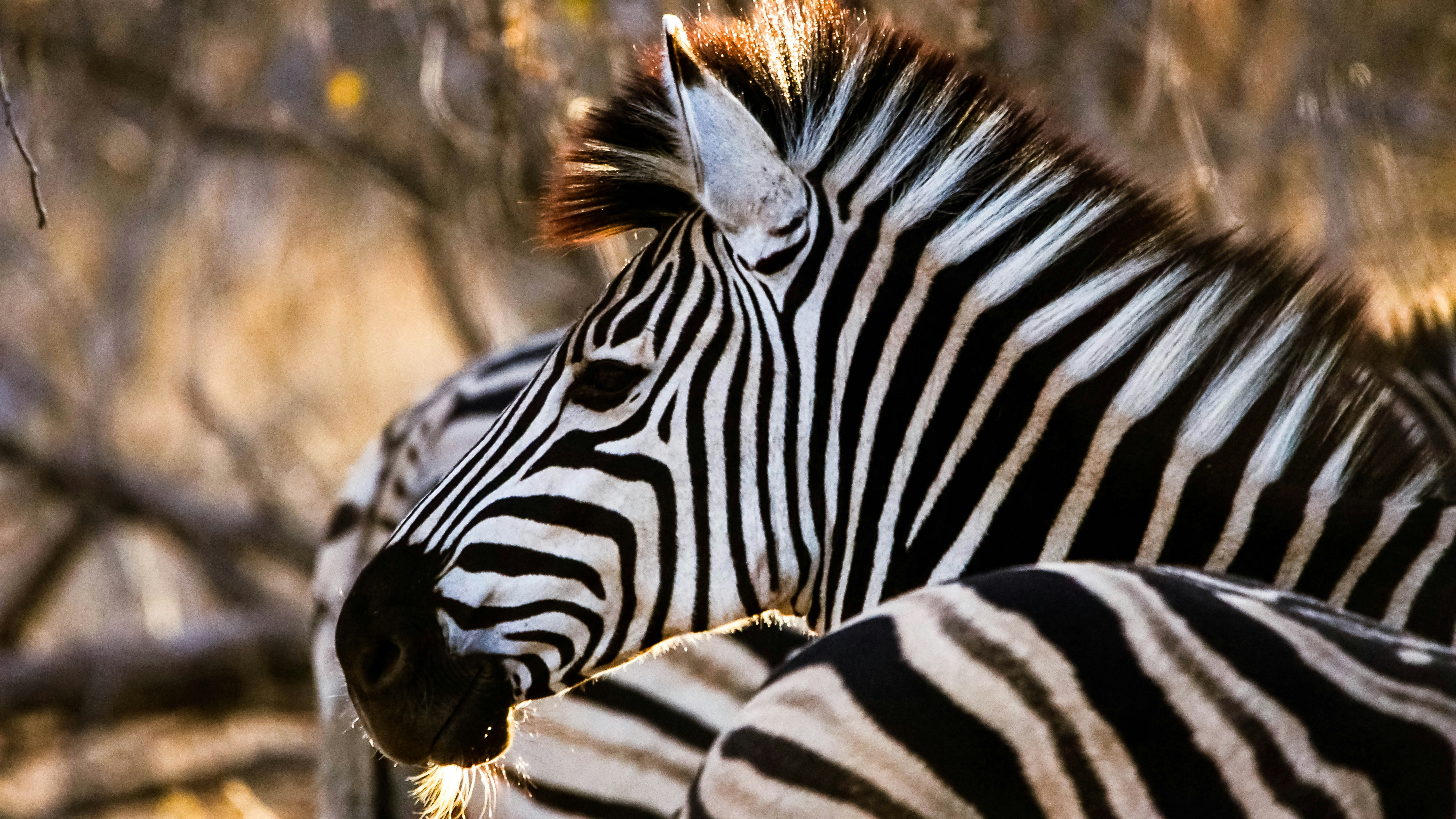 zebra standing on brown grass field during daytime