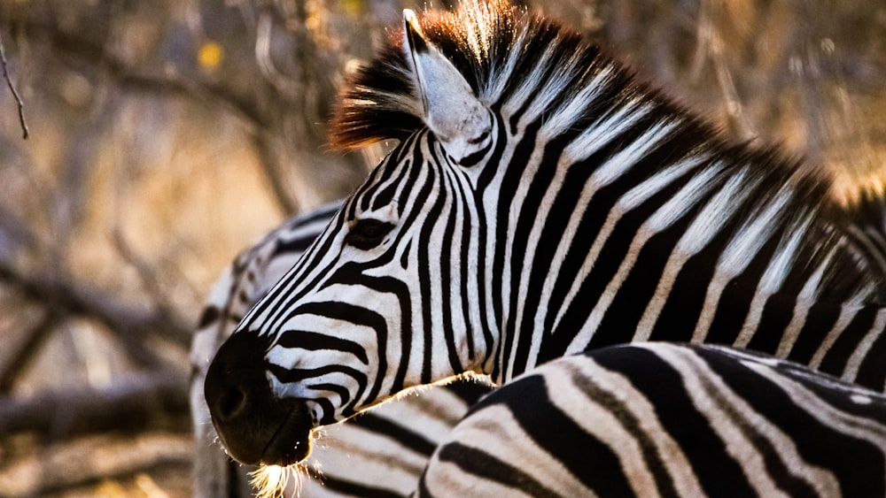 zebra standing on brown grass field during daytime