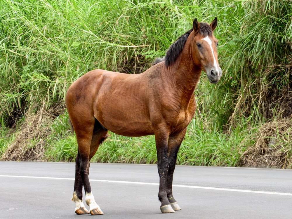 brown horse on gray asphalt road during daytime