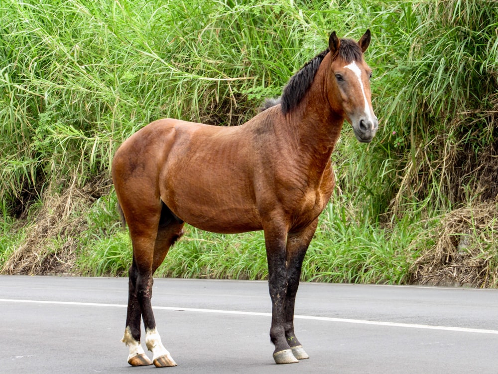 cavalo marrom na estrada de asfalto cinza durante o dia