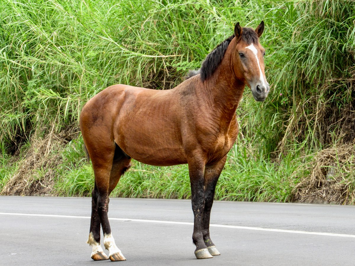 Caballo suelto parado sobre el asfalto de una ruta