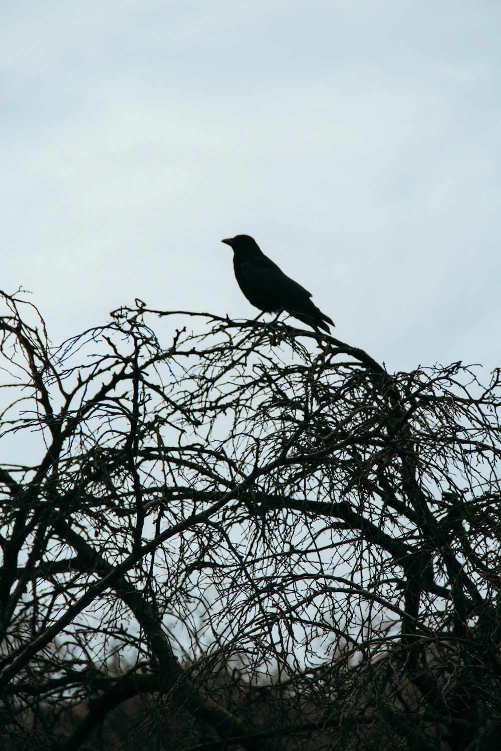 pássaro preto na árvore nua durante o dia