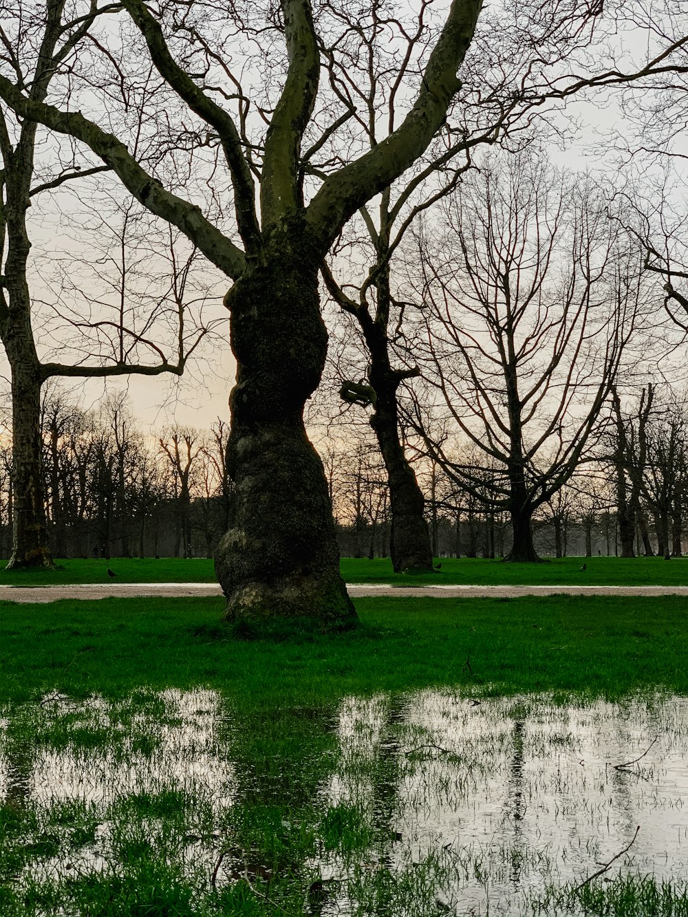 green grass field with trees during daytime