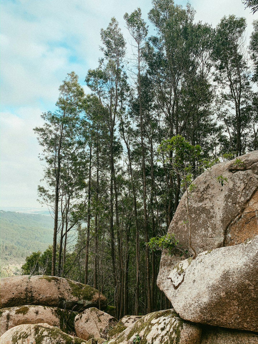 Forest photo spot Sintra Praia do Guincho