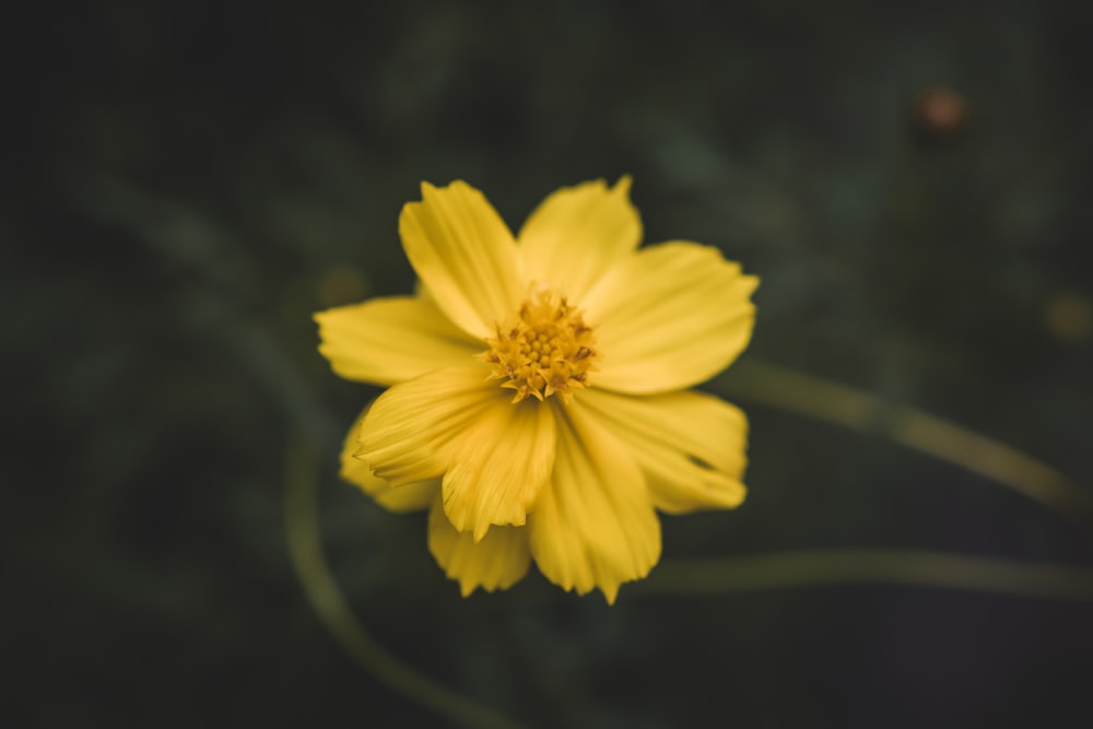 yellow flower in tilt shift lens