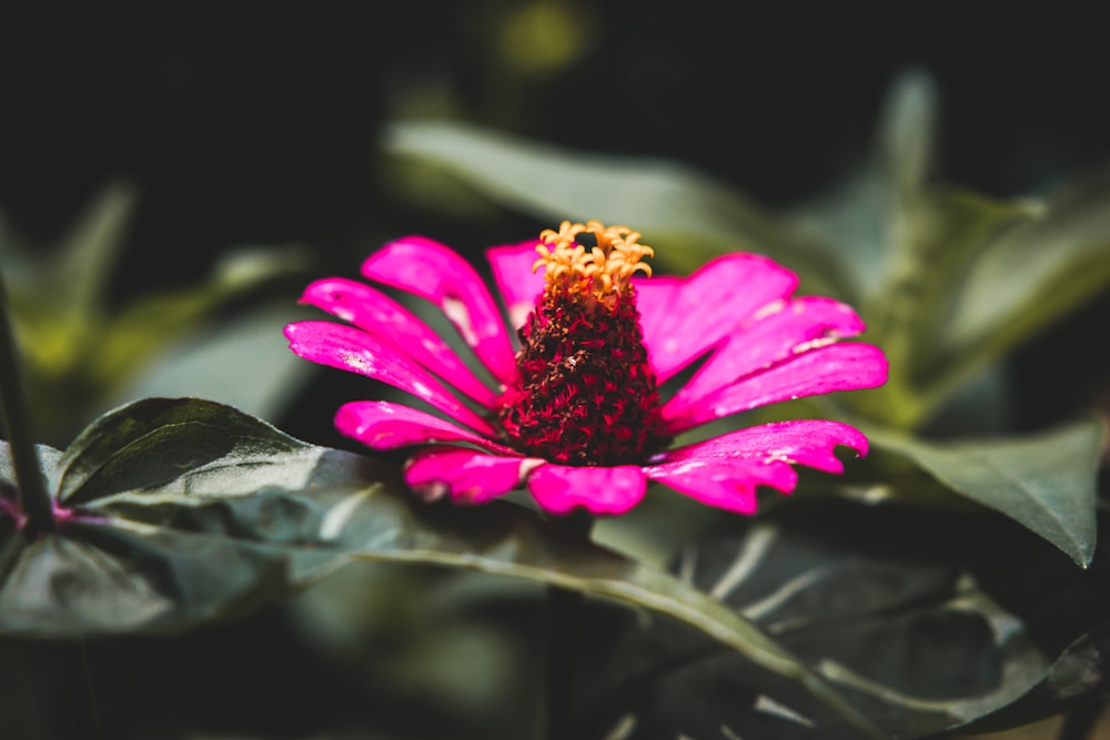 pink flower in tilt shift lens