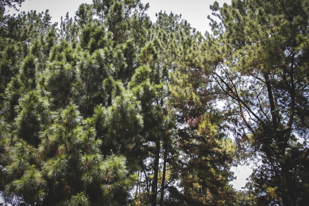 green tree under blue sky during daytime