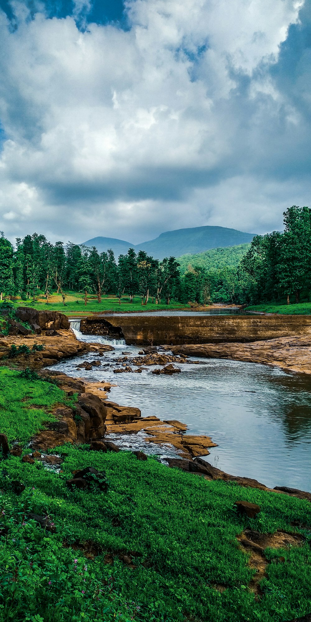 green trees beside river under blue sky during daytime