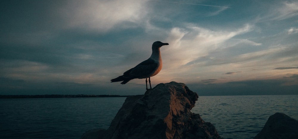 brown bird on brown rock near body of water during daytime