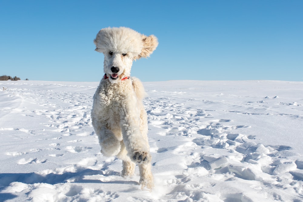 white poodle on snow covered ground under blue sky during daytime