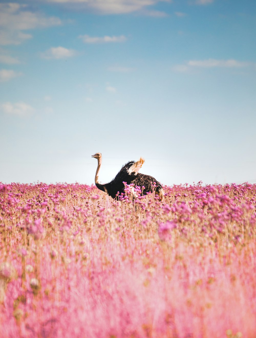 昼間の青空の下でピンクの花畑に黒と白の七面鳥