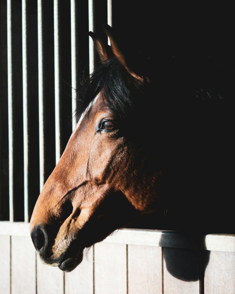 Cabeza de caballo marrón en fotografía de primer plano