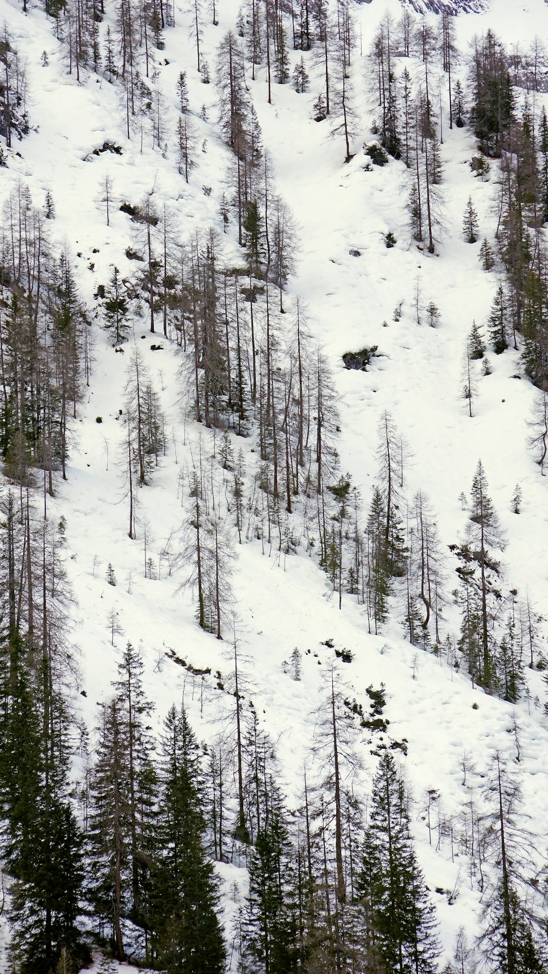 snow covered pine trees during daytime