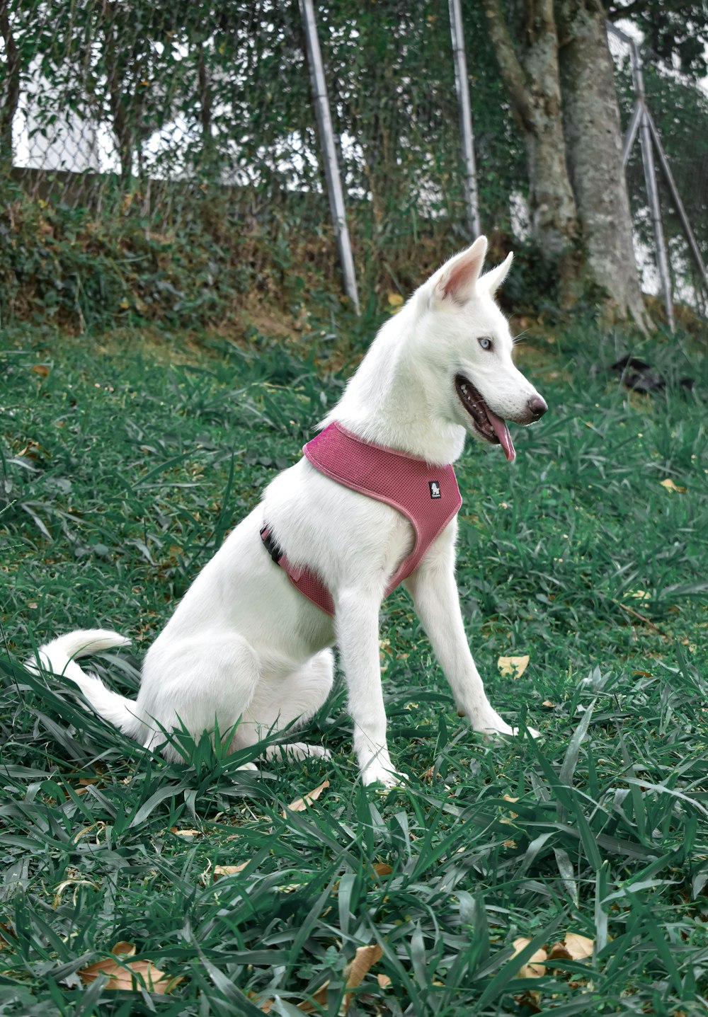 cão branco de pelo curto na grama verde durante o dia