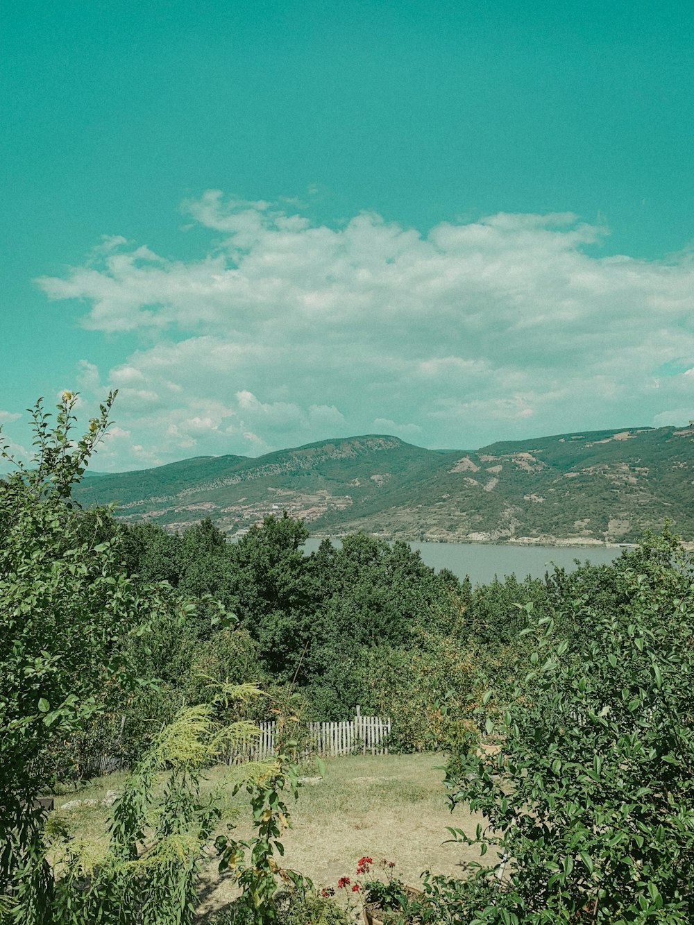 green trees near body of water under blue sky during daytime