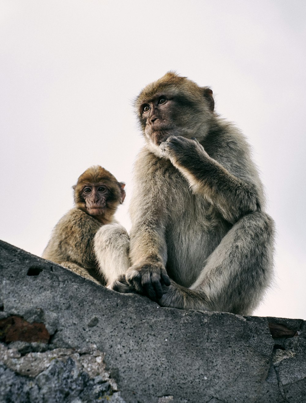 two monkeys on gray rock during daytime