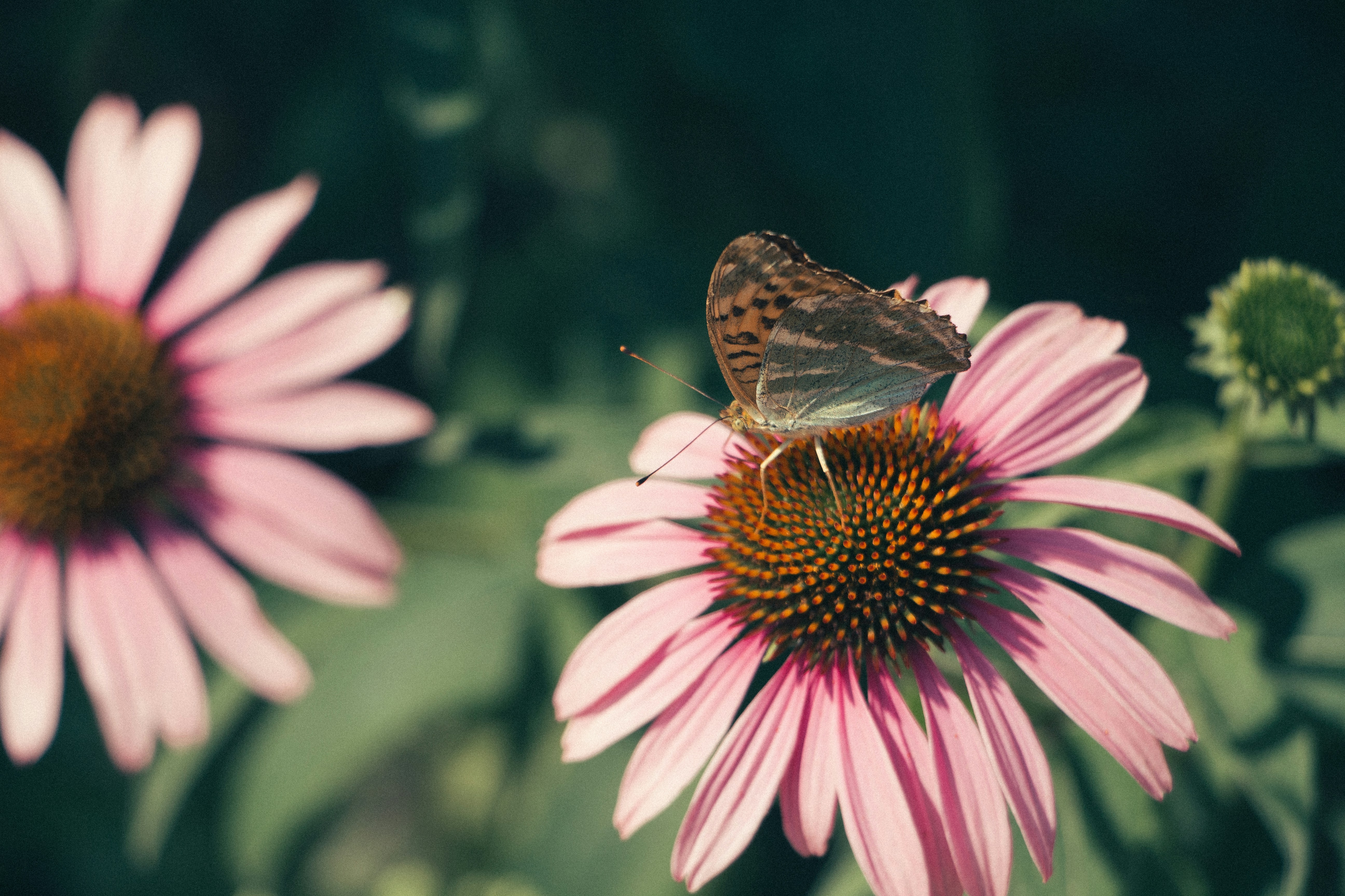 Photo by stephanebernardphotography