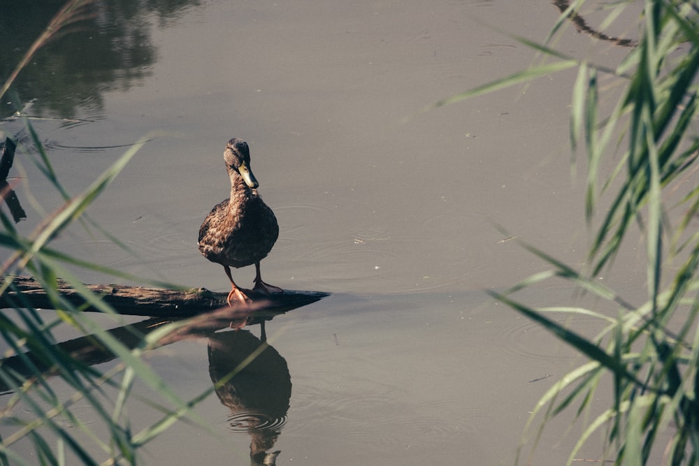 brown duck on water during daytime