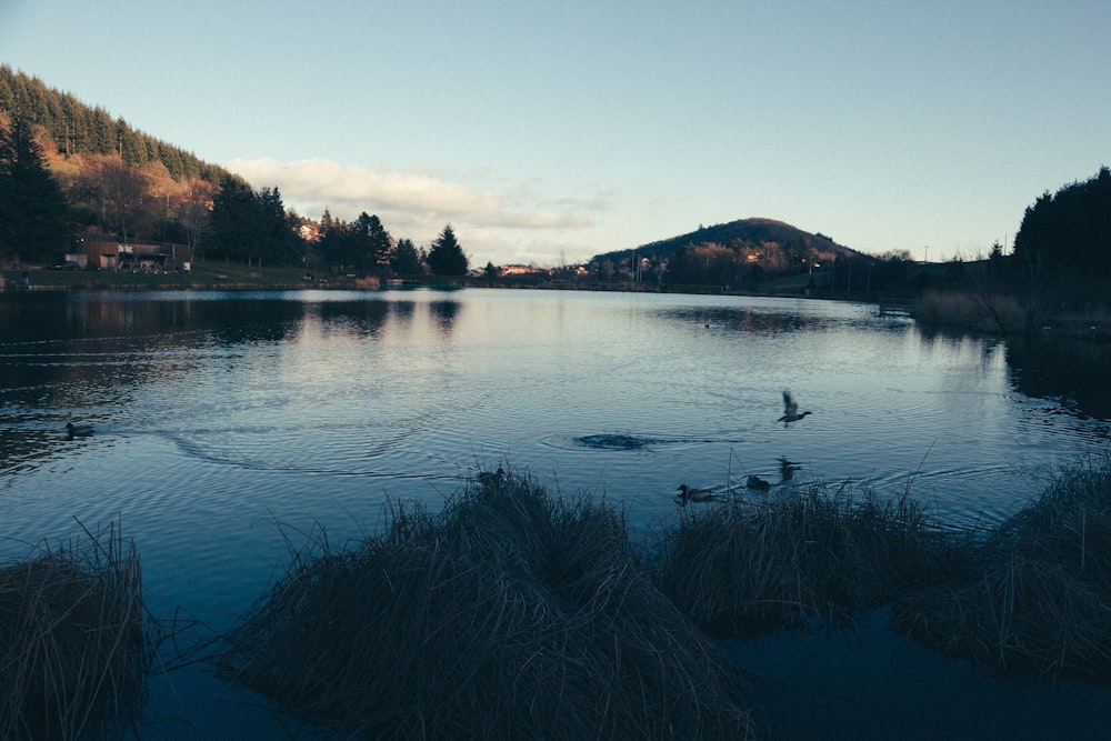 body of water near trees during daytime