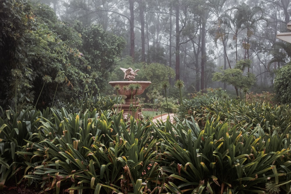 brown concrete outdoor fountain surrounded by green plants and trees during daytime