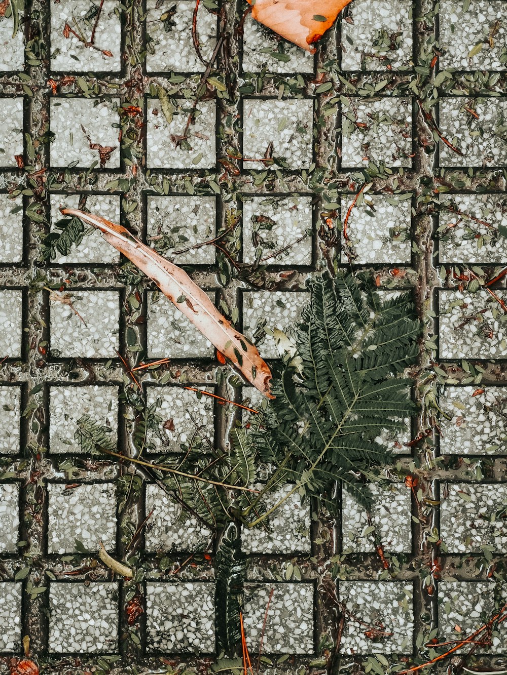 brown dried leaf on gray concrete floor