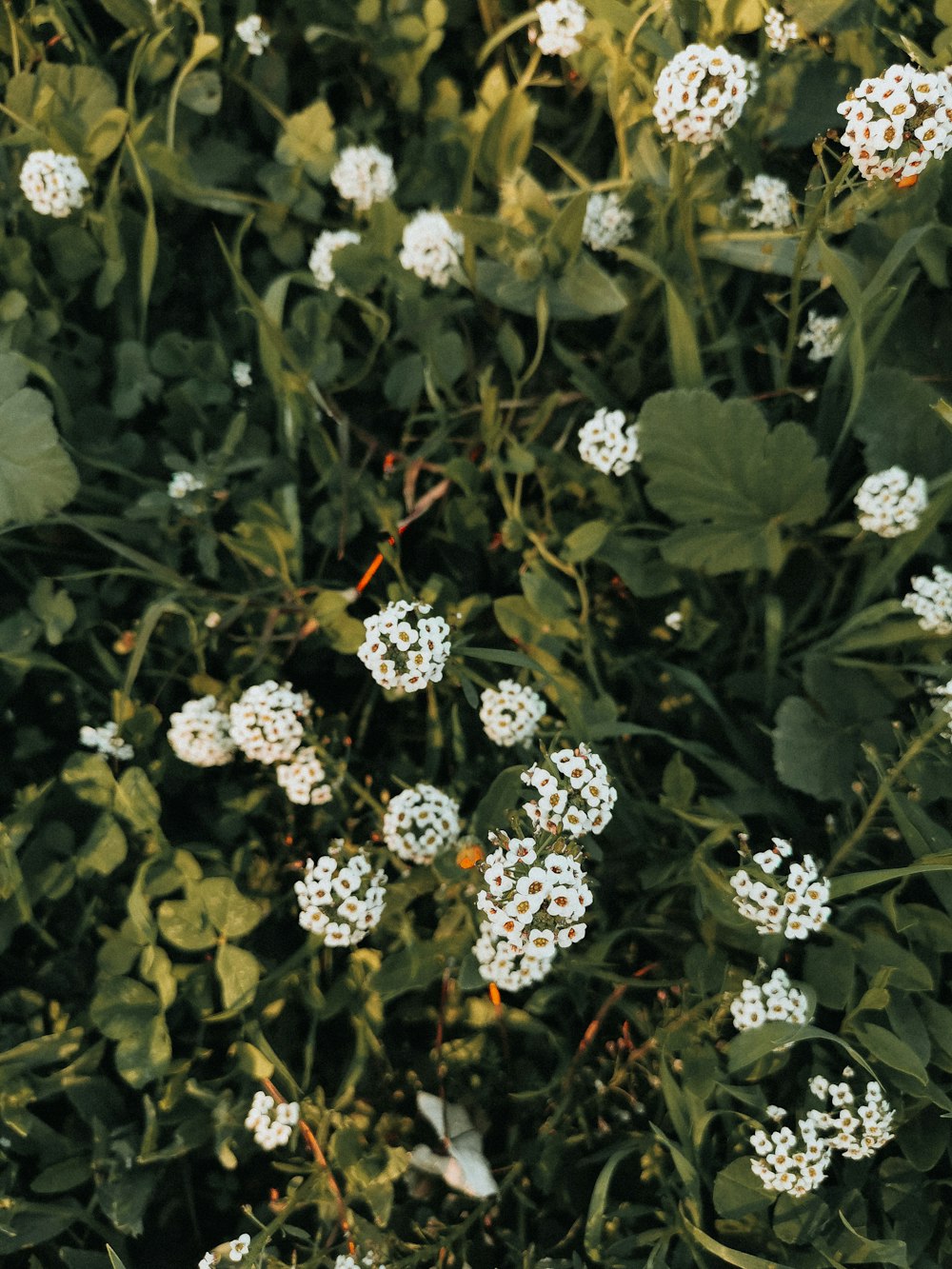 white flowers with green leaves