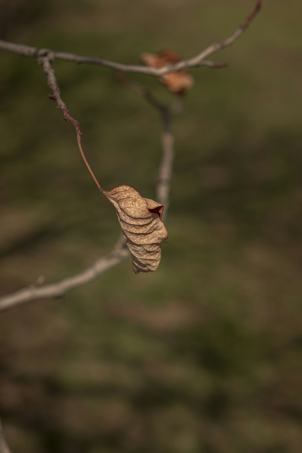 brown dried leaf on brown stem