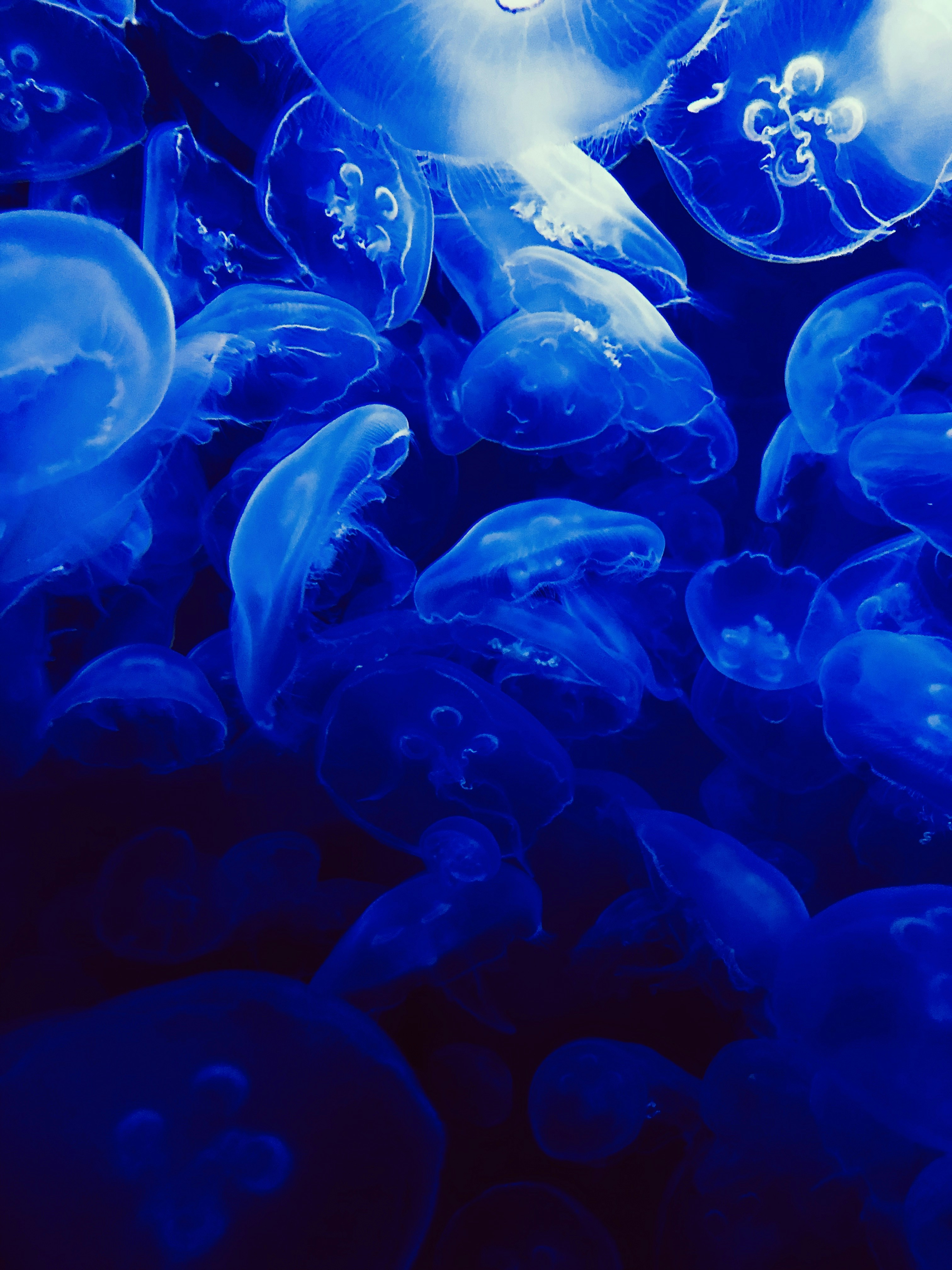 Medusa blu in acqua blu