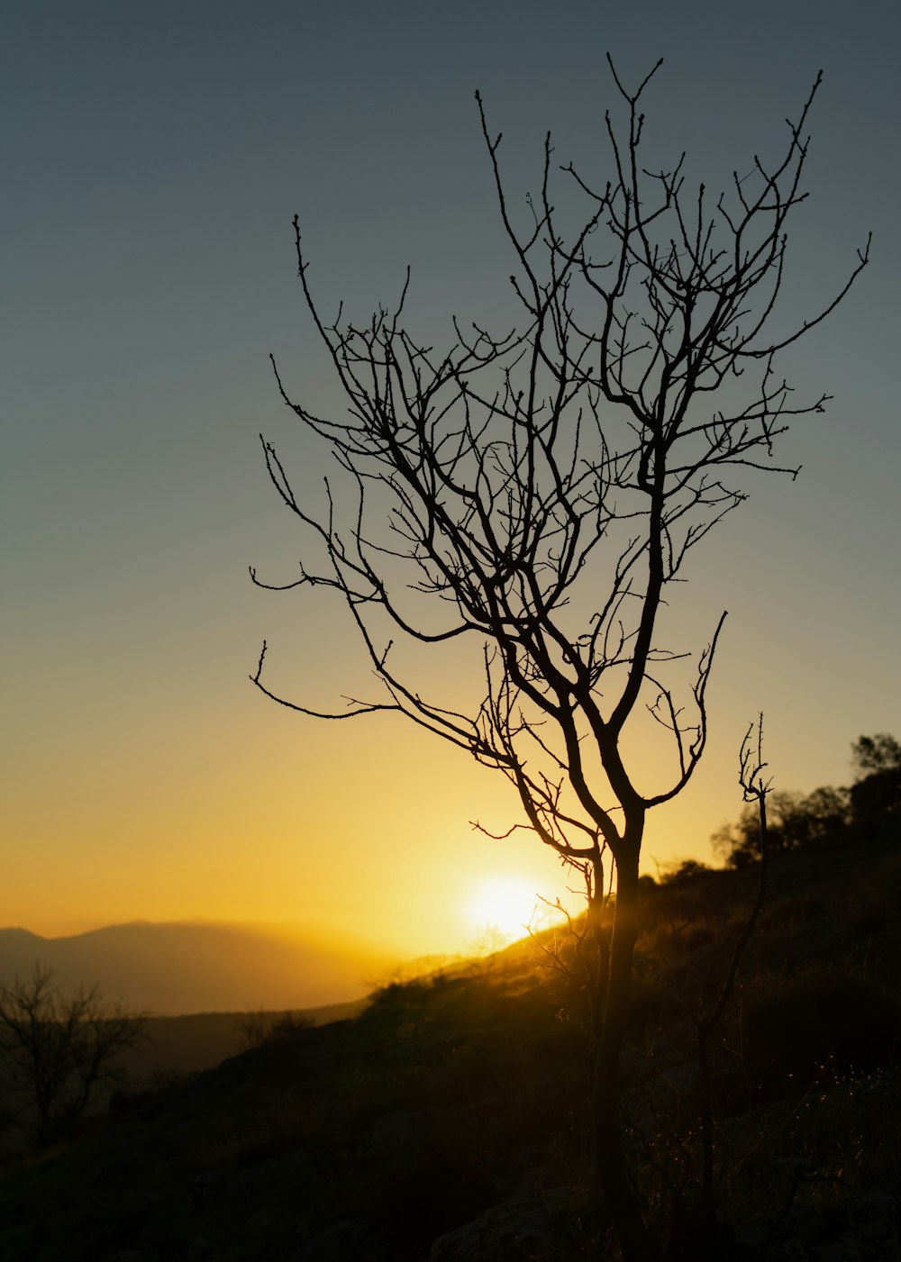 bare tree on hill during sunset