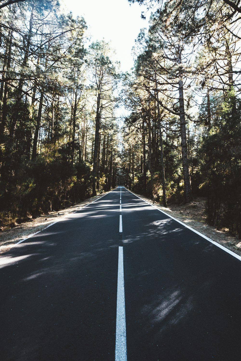 black asphalt road between green trees during daytime